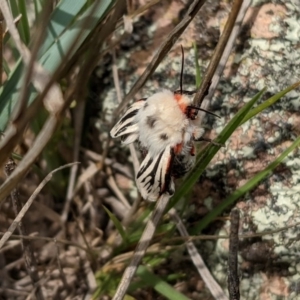 Aloa marginata at Jerrabomberra, NSW - 14 Oct 2020