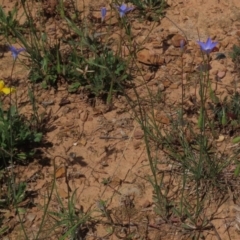 Wahlenbergia gracilis (Australian Bluebell) at Yarralumla, ACT - 11 Oct 2020 by AndyRoo