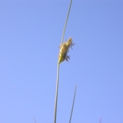 Carex inversa (Knob Sedge) at Mount Majura - 12 Oct 2020 by waltraud