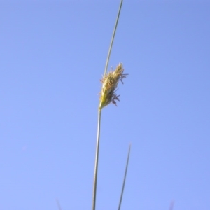 Carex inversa at Watson, ACT - 12 Oct 2020