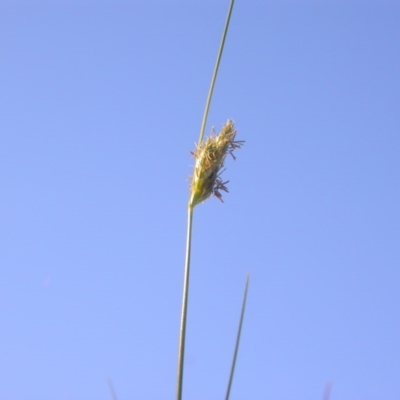 Carex inversa (Knob Sedge) at Mount Majura - 12 Oct 2020 by waltraud