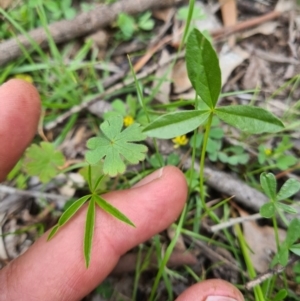 Cullen tenax at Tharwa, ACT - 13 Oct 2020