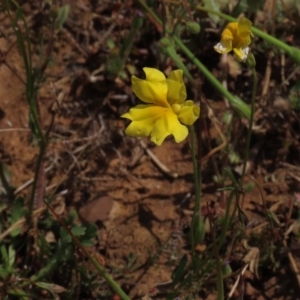 Goodenia pinnatifida at Yarralumla, ACT - 11 Oct 2020