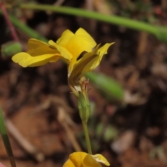 Goodenia pinnatifida at Yarralumla, ACT - 11 Oct 2020 02:17 PM