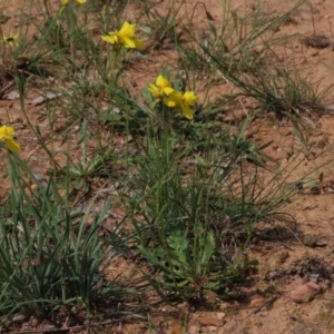 Goodenia pinnatifida at Yarralumla, ACT - 11 Oct 2020