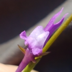 Linaria pelisseriana (Pelisser's Toadflax) at Bass Gardens Park, Griffith - 14 Oct 2020 by SRoss