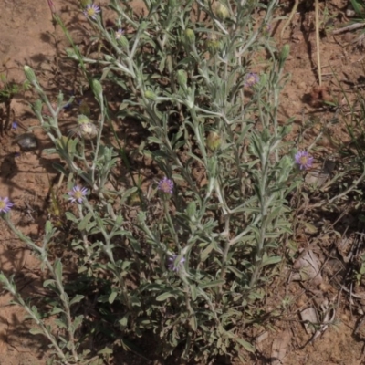 Vittadinia gracilis (New Holland Daisy) at Yarralumla, ACT - 11 Oct 2020 by AndrewZelnik