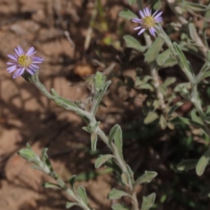 Vittadinia gracilis at Yarralumla, ACT - 11 Oct 2020