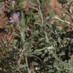 Vittadinia gracilis at Yarralumla, ACT - 11 Oct 2020 02:27 PM