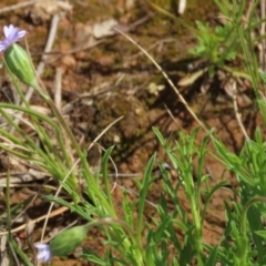 Vittadinia muelleri at Yarralumla, ACT - 11 Oct 2020