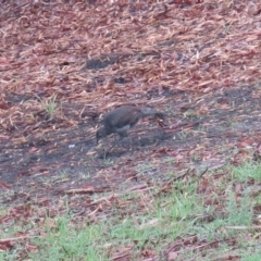 Menura novaehollandiae (Superb Lyrebird) at Conjola, NSW - 8 Jun 2020 by Margieras