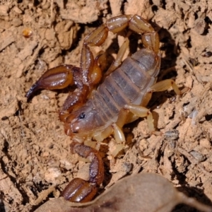 Urodacus manicatus at Majura, ACT - 14 Oct 2020 03:05 PM