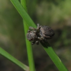 Maratus calcitrans (Kicking peacock spider) at ANBG South Annex - 12 Oct 2020 by Christine