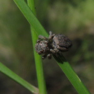 Maratus calcitrans at Acton, ACT - 13 Oct 2020