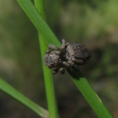 Maratus calcitrans (Kicking peacock spider) at ANBG South Annex - 12 Oct 2020 by Christine