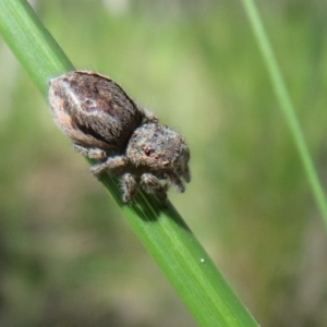 Maratus calcitrans at Acton, ACT - 13 Oct 2020