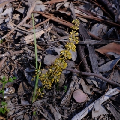 Lomandra multiflora (Many-flowered Matrush) at Aranda, ACT - 12 Oct 2020 by Kurt