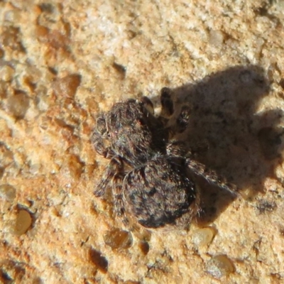 Maratus vespertilio (Bat-like peacock spider) at Acton, ACT - 13 Oct 2020 by Christine