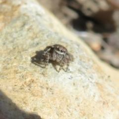 Maratus vespertilio at Acton, ACT - 13 Oct 2020