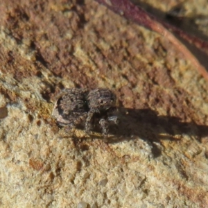 Maratus vespertilio at Acton, ACT - 13 Oct 2020