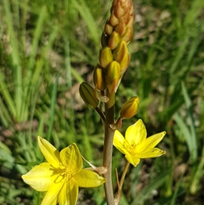Bulbine bulbosa (Golden Lily) at Fraser, ACT - 14 Oct 2020 by tpreston