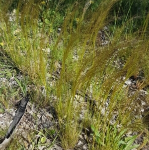 Austrostipa scabra at Fraser, ACT - 14 Oct 2020