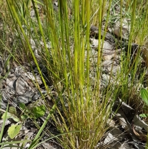 Austrostipa scabra at Fraser, ACT - 14 Oct 2020