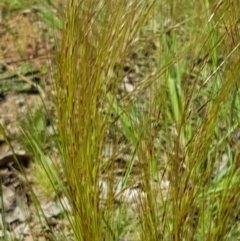 Austrostipa scabra at Fraser, ACT - 14 Oct 2020