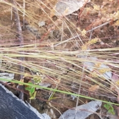 Austrostipa scabra at Fraser, ACT - 14 Oct 2020