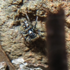 Salticidae (family) (Unidentified Jumping spider) at ANBG South Annex - 12 Oct 2020 by Christine