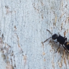 Mutillidae (family) at Dunlop Grasslands - 14 Oct 2020