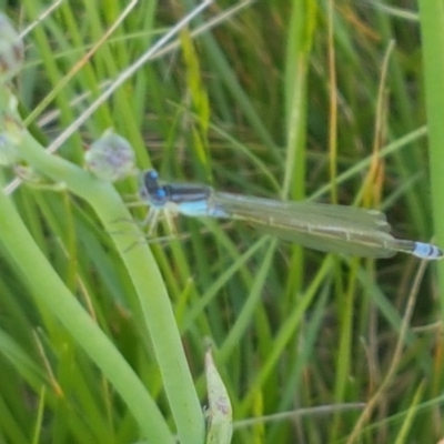 Ischnura heterosticta (Common Bluetail Damselfly) at Dunlop Grasslands - 14 Oct 2020 by trevorpreston