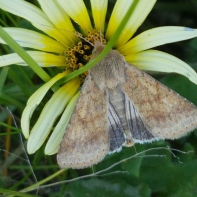 Helicoverpa (genus) (A bollworm) at Dunlop, ACT - 14 Oct 2020 by trevorpreston