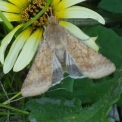 Helicoverpa (genus) at Dunlop, ACT - 14 Oct 2020