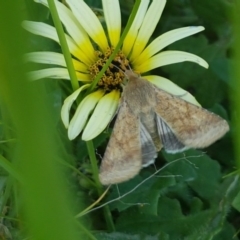 Helicoverpa (genus) at Dunlop, ACT - 14 Oct 2020