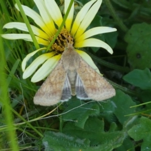 Helicoverpa (genus) at Dunlop, ACT - 14 Oct 2020