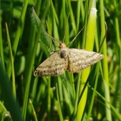 Scopula rubraria (Reddish Wave, Plantain Moth) at Dunlop Grasslands - 14 Oct 2020 by tpreston