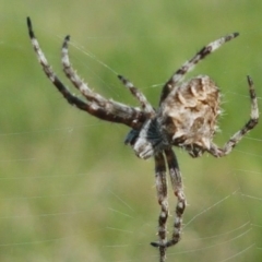 Backobourkia sp. (genus) (An orb weaver) at Dunlop Grasslands - 14 Oct 2020 by tpreston