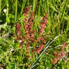 Rumex acetosella (Sheep Sorrel) at Dunlop Grasslands - 14 Oct 2020 by tpreston