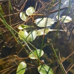 Potamogeton cheesemanii (Pondweed) at Dunlop Grasslands - 14 Oct 2020 by tpreston