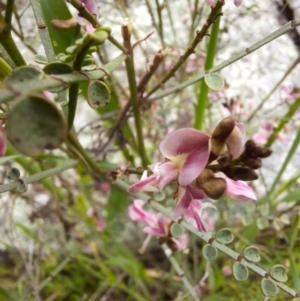 Indigofera adesmiifolia at Jerrabomberra, NSW - 14 Oct 2020 11:40 AM