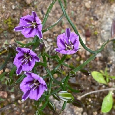 Thysanotus patersonii (Twining Fringe Lily) at Conder, ACT - 13 Oct 2020 by Shazw