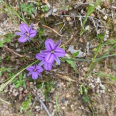 Thysanotus patersonii at Conder, ACT - 13 Oct 2020