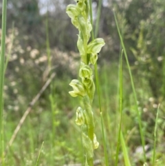 Hymenochilus cycnocephalus (Swan greenhood) at Tuggeranong Hill - 13 Oct 2020 by Shazw