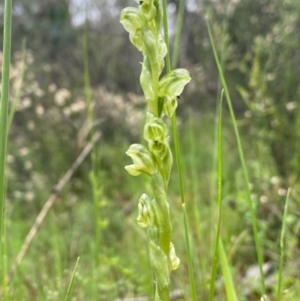 Hymenochilus cycnocephalus at Conder, ACT - suppressed