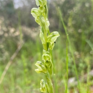 Hymenochilus cycnocephalus at Conder, ACT - suppressed