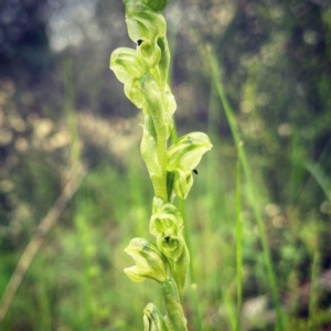 Hymenochilus cycnocephalus at Conder, ACT - suppressed