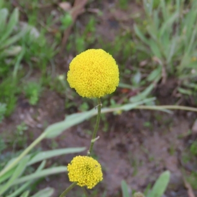 Craspedia variabilis (Common Billy Buttons) at Theodore, ACT - 14 Oct 2020 by owenh