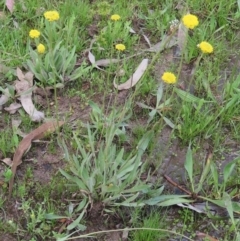 Craspedia variabilis at Theodore, ACT - suppressed