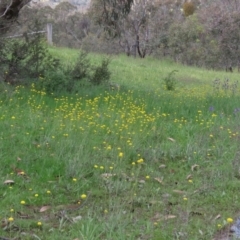 Craspedia variabilis at Theodore, ACT - suppressed